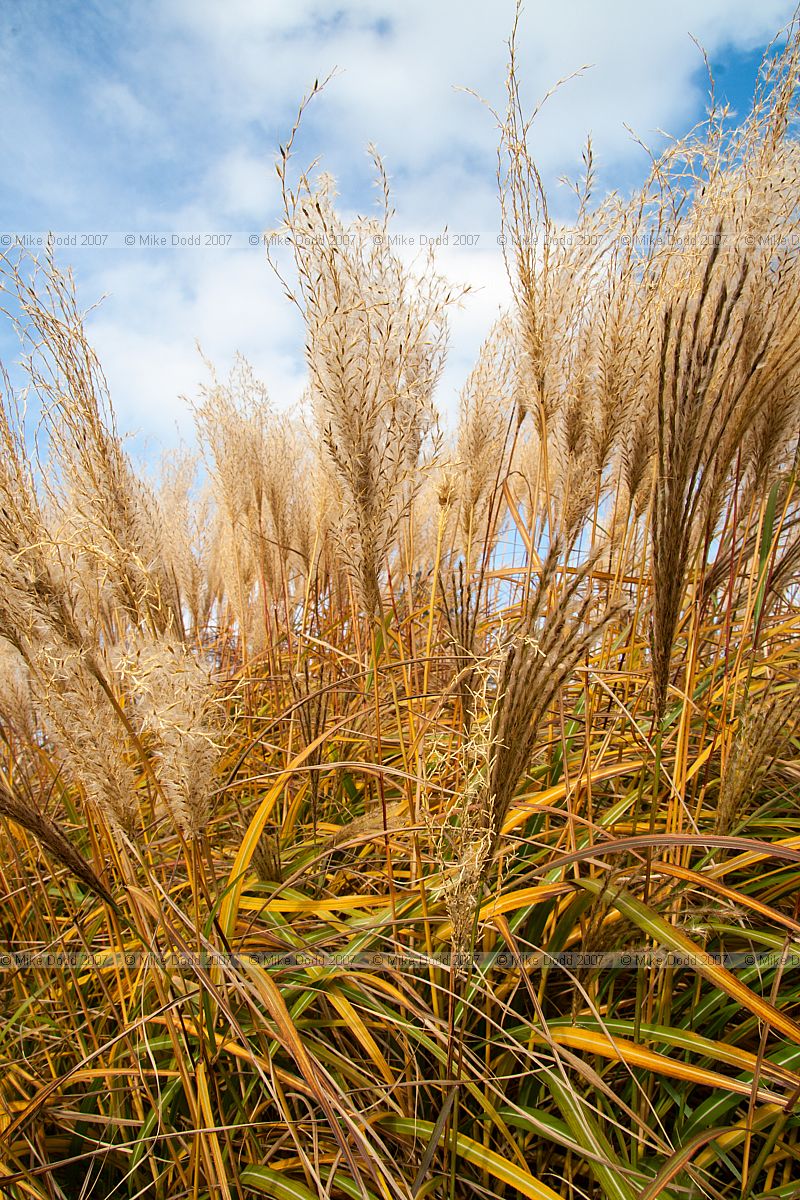 Miscanthus sinensis 'Yakushima Dwarf'