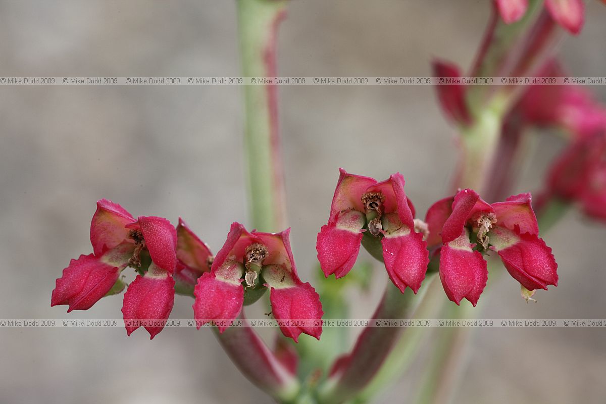 Monadenium coccineum