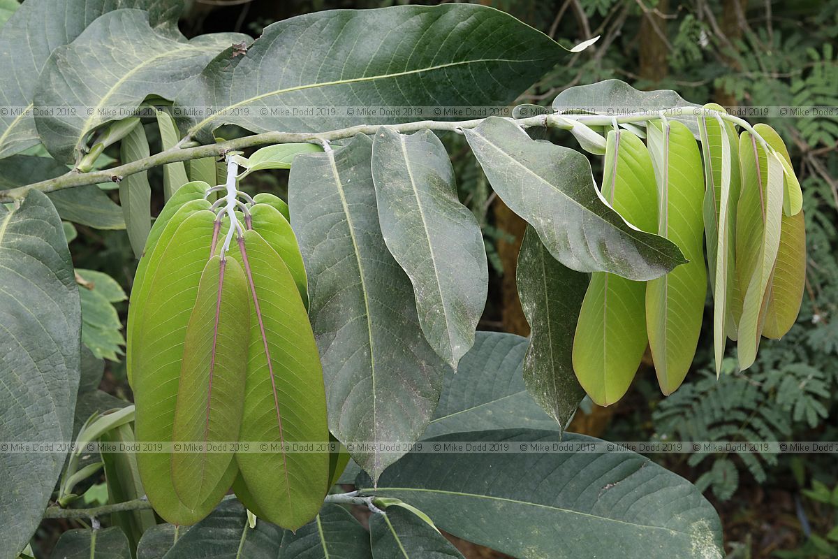 Monodora myristica Calabash nutmeg
