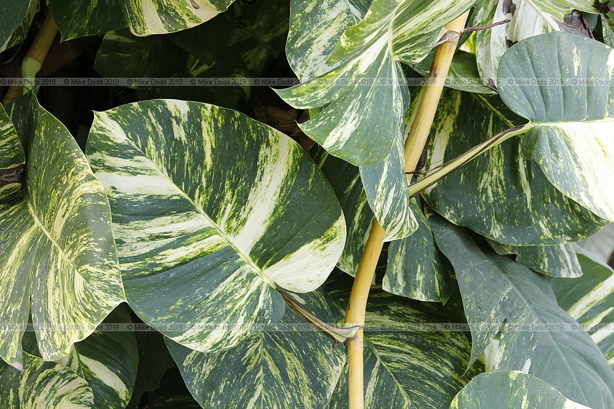 Monstera deliciosa 'Marmorata' (?)