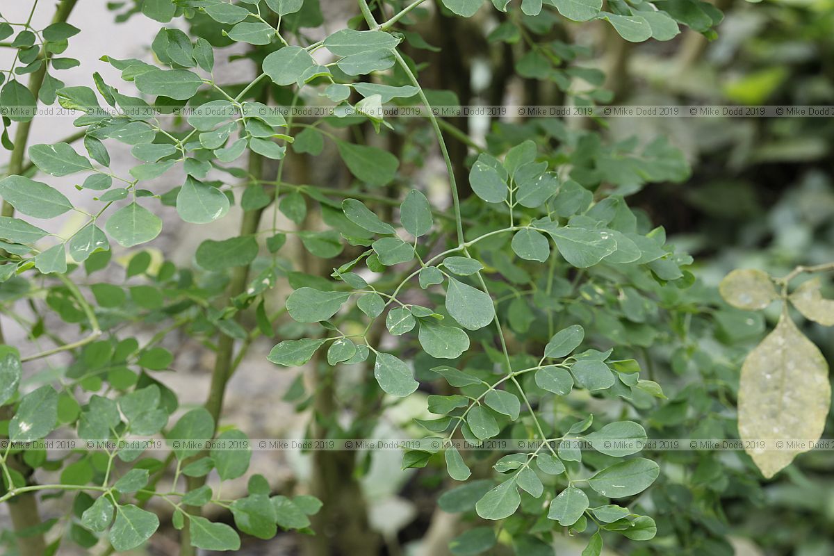 Moringa oleifera