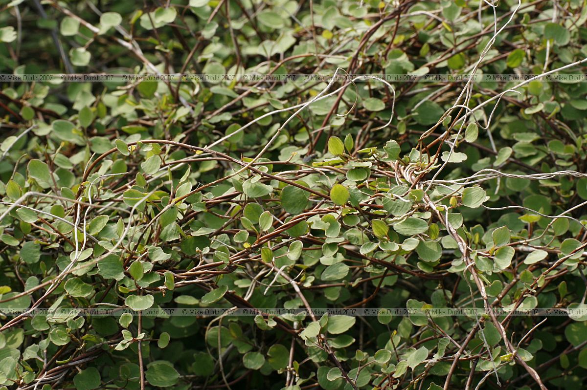 Muehlenbeckia complexa