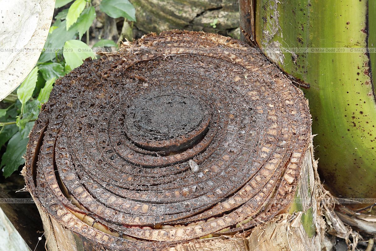 Musa Banana stem cut through
