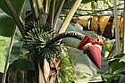 Musa acuminata Banana
