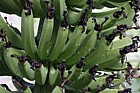 Musa acuminata Banana