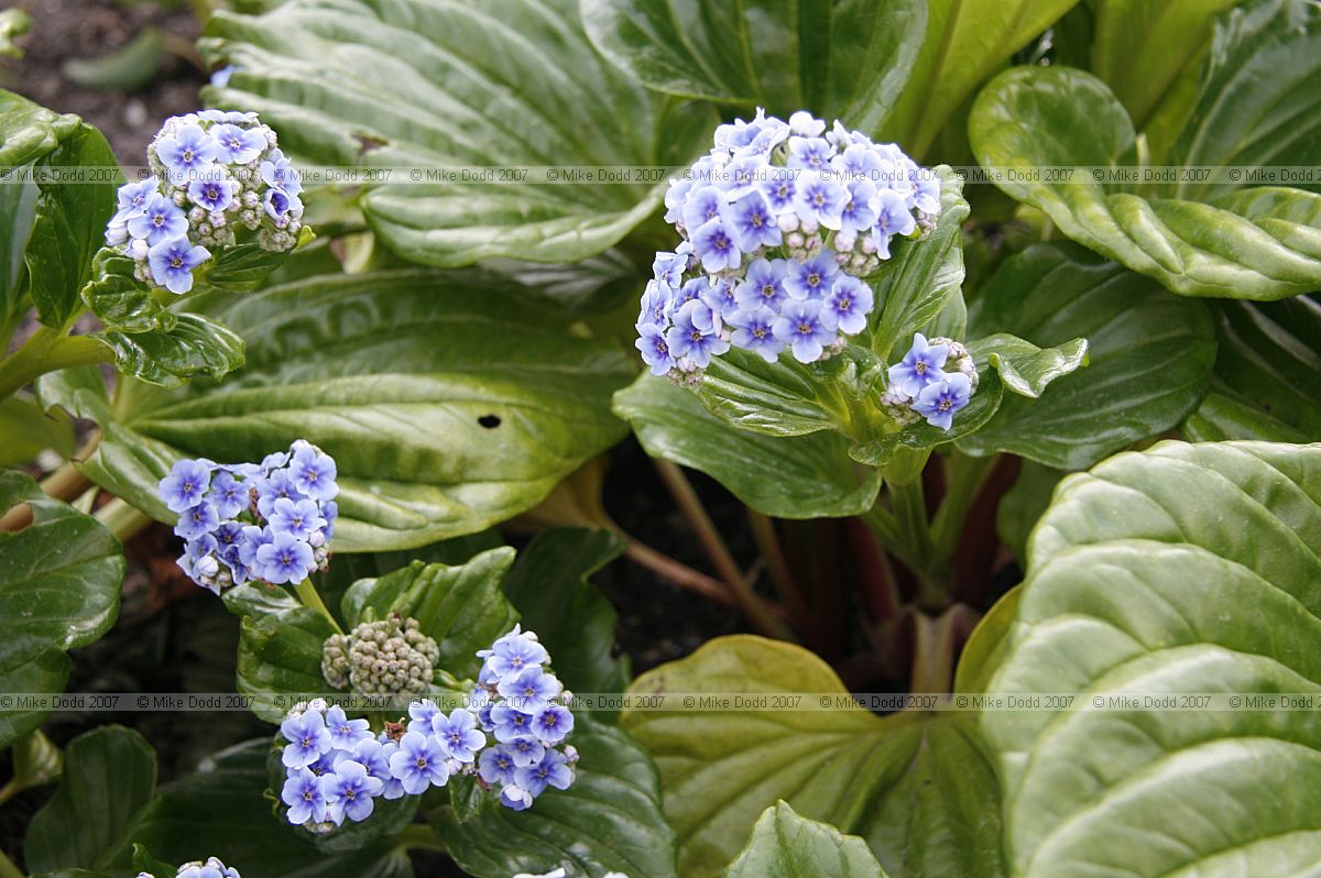 Myosotidium hortensia