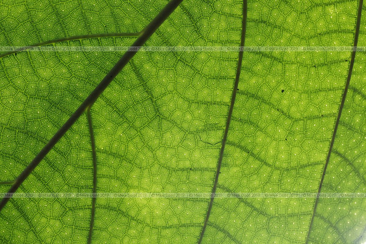 Myriocarpa stipitata