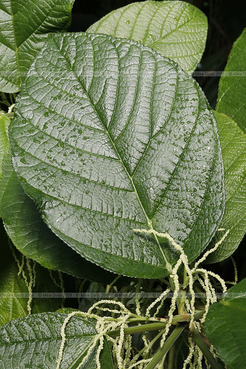 Myriocarpa stipitata