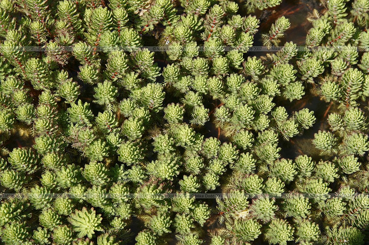 Myriophyllum aquaticum Parrot's feather
