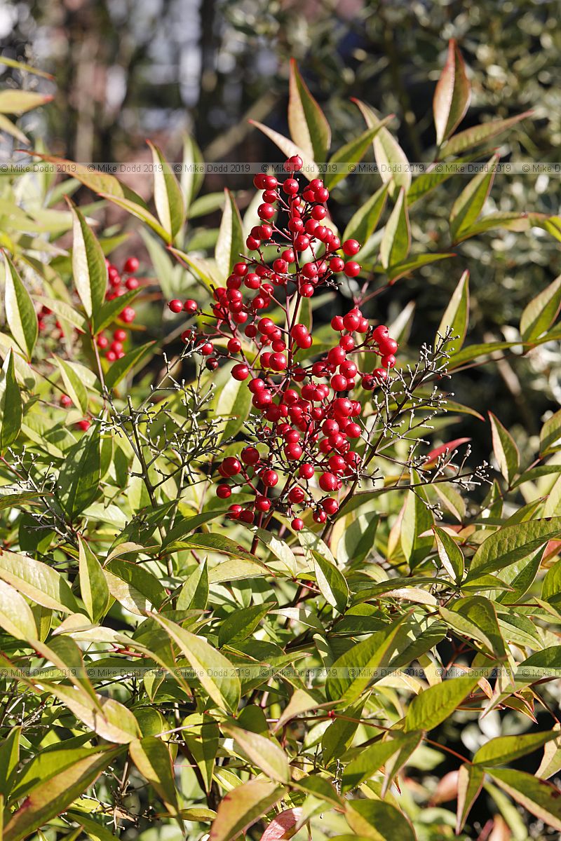 Nandina domestica