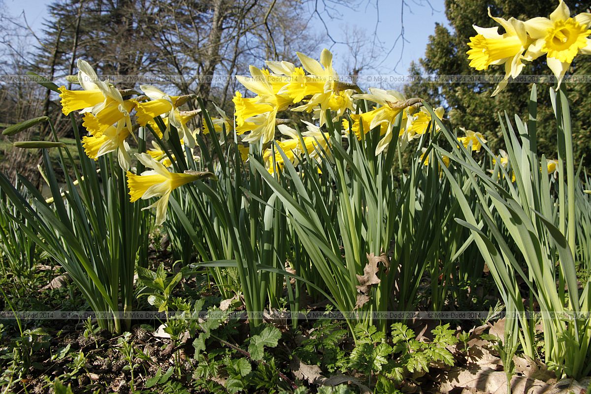 Narcissus