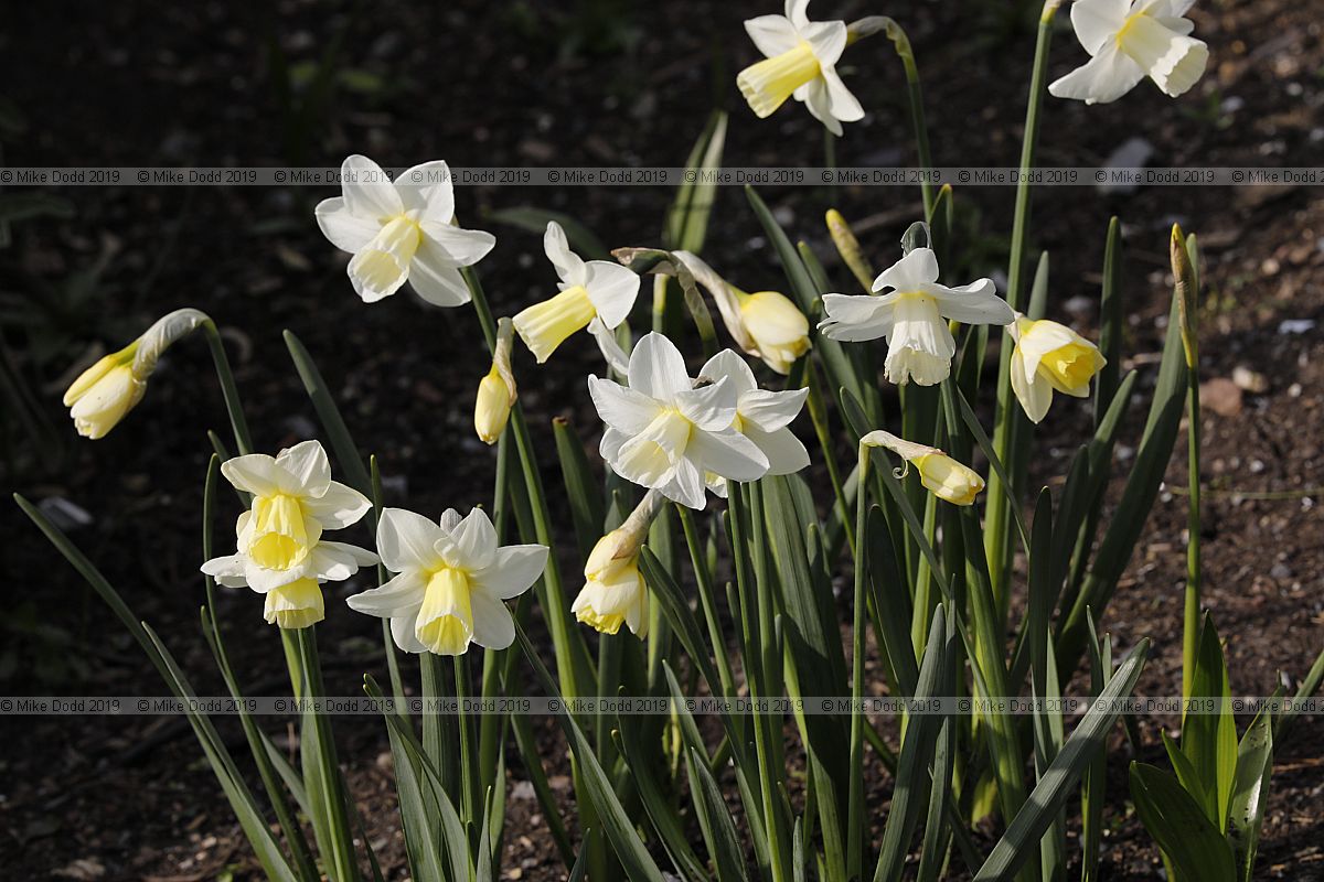 Narcissus 'Curlew'