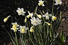 Narcissus 'Curlew'