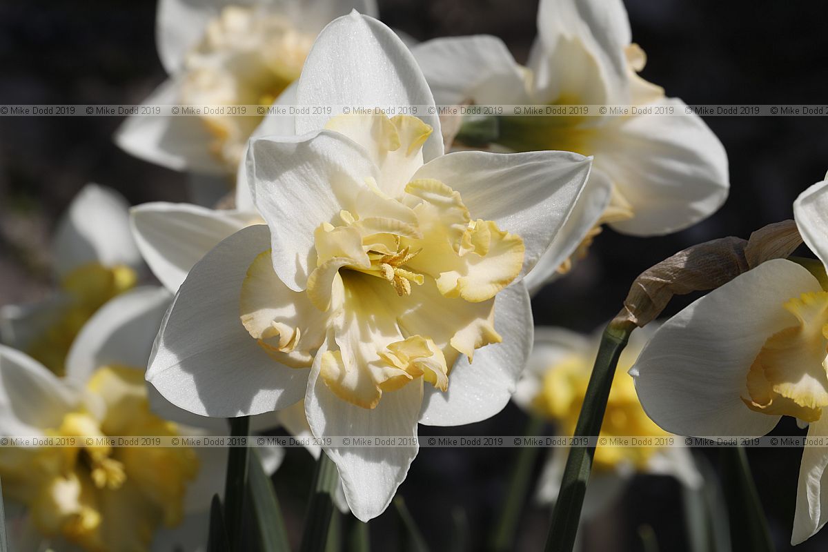 Narcissus 'Lemon Beauty'
