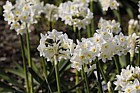 Narcissus 'Scilly White'