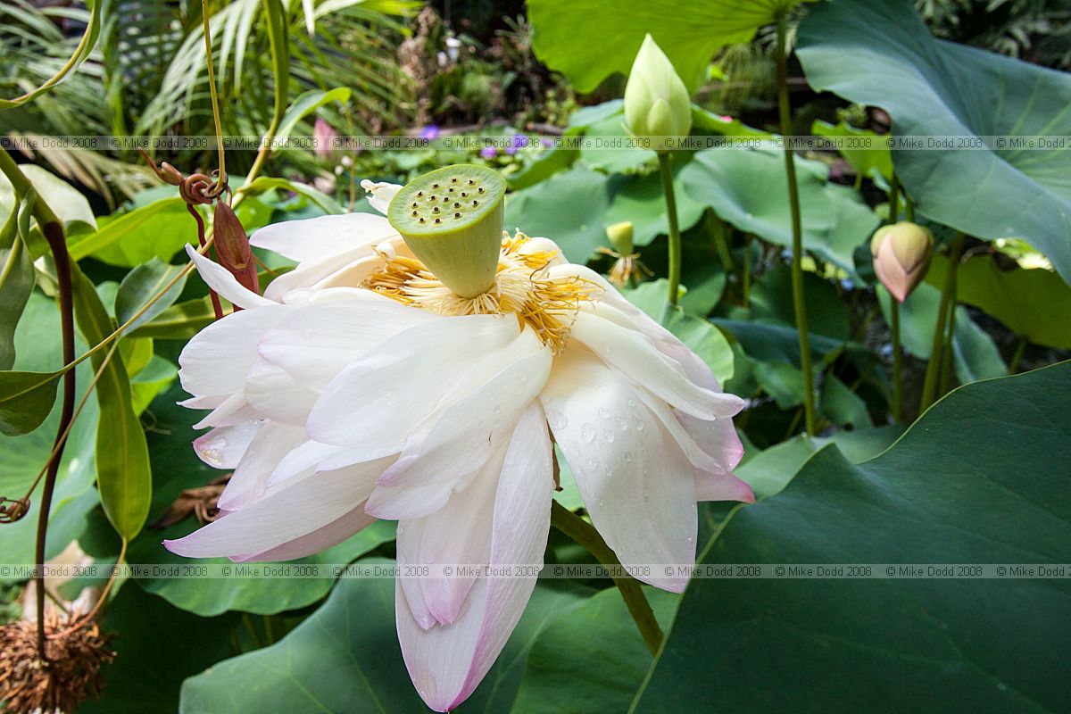 Nelumbo nucifera Lotus