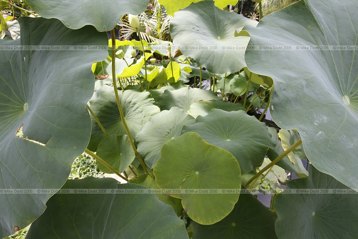Nelumbo nucifera Lotus