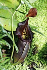 Nepenthes robcantleyi Robert Cantley's pitcher plant