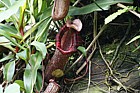 Nepenthes spectabilis x ventricosa (?) Tropical pitcher plant