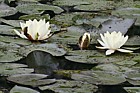Nymphaea alba White water-lily
