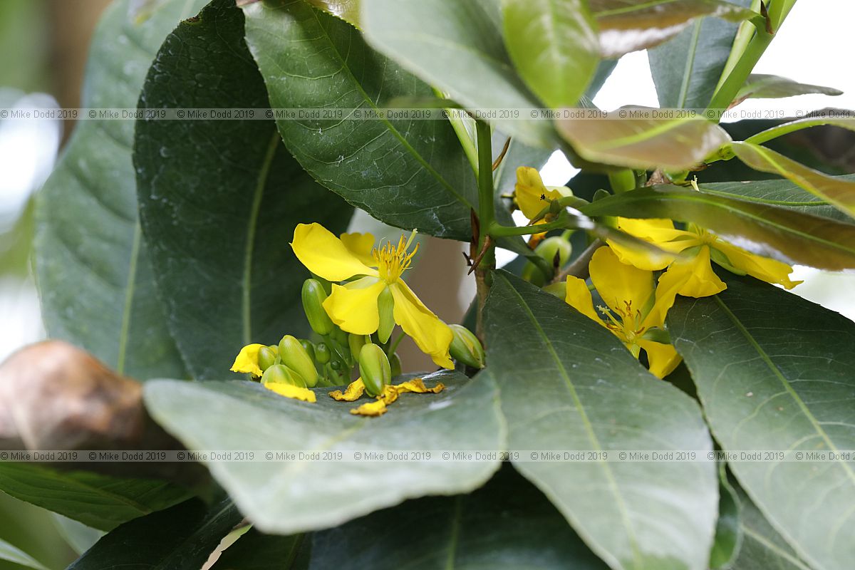 Ochna mossambicensis