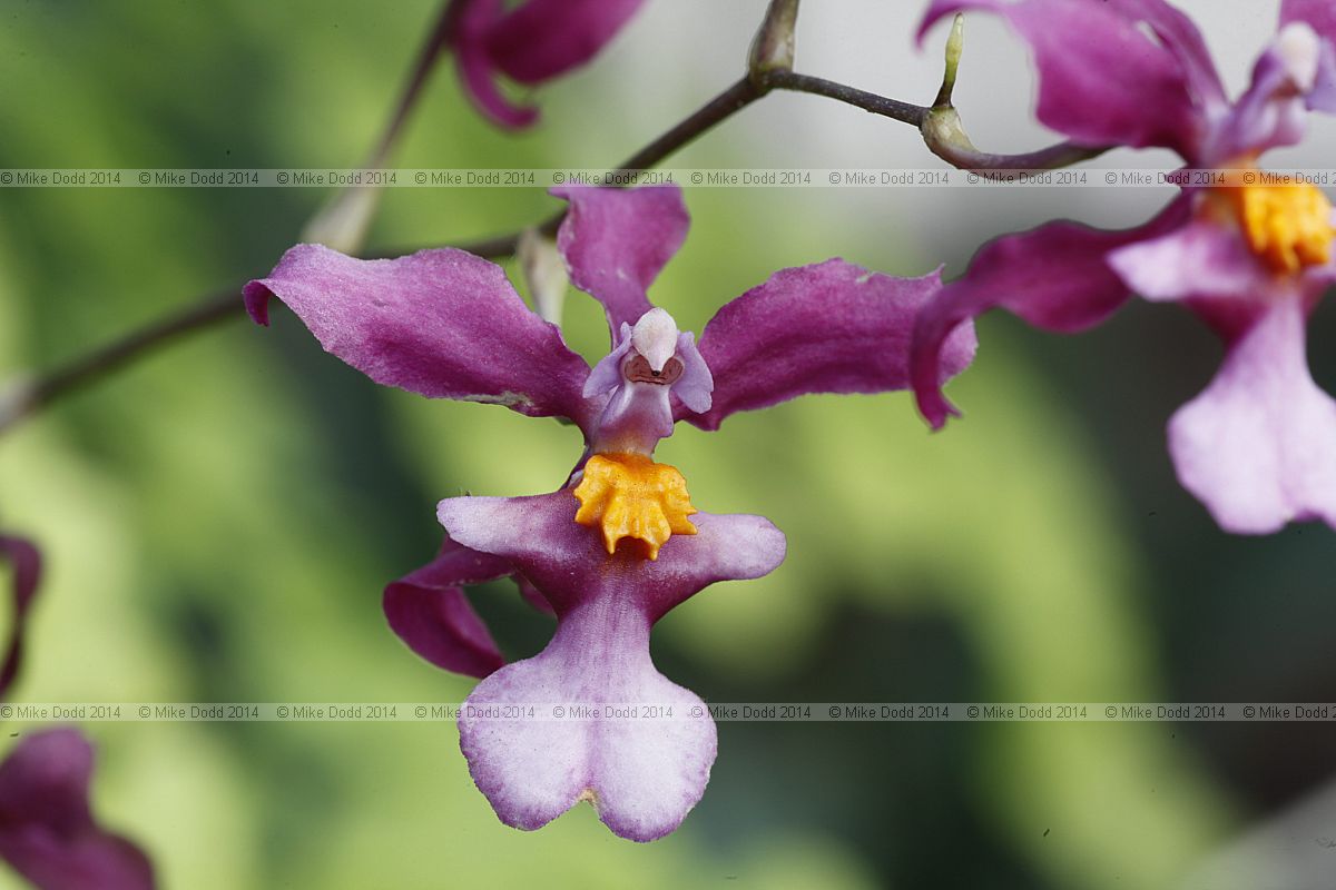 Odontocidium bictoniense x Odm. somelie