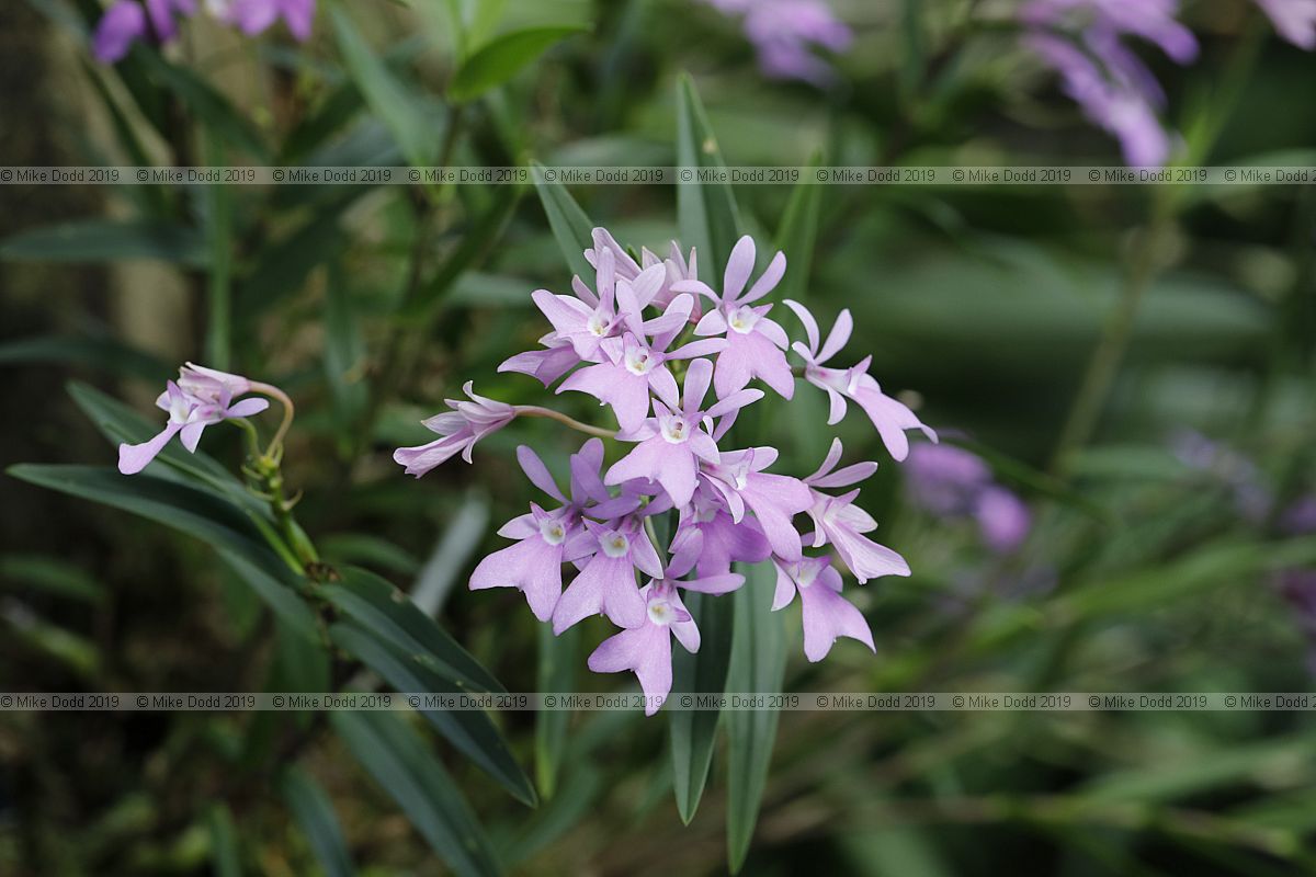Oerstedella centradenia