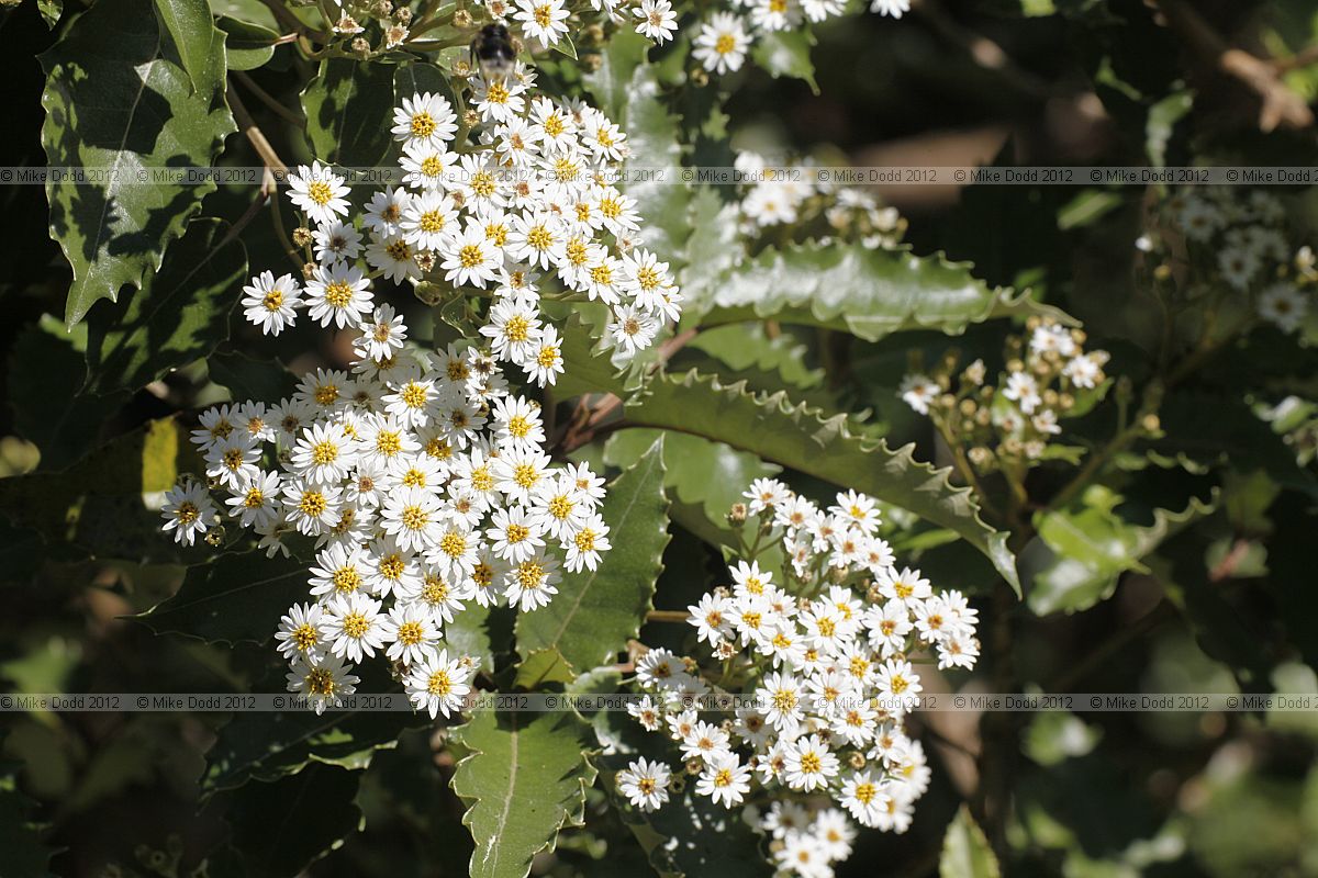 Olearia