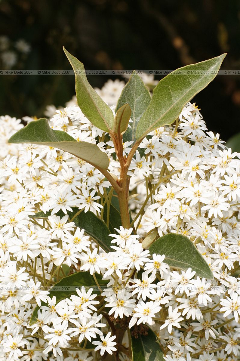 Olearia cheesemanii