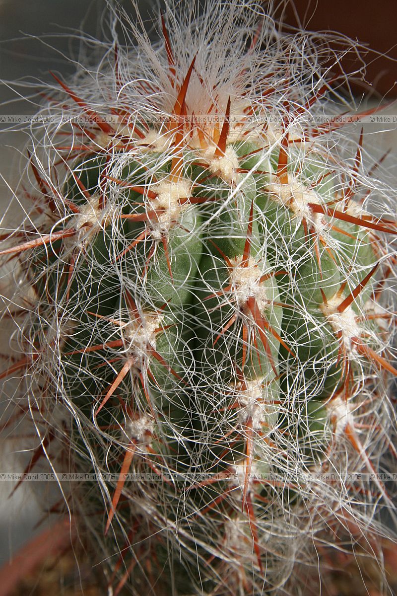 Oreocereus celsianus