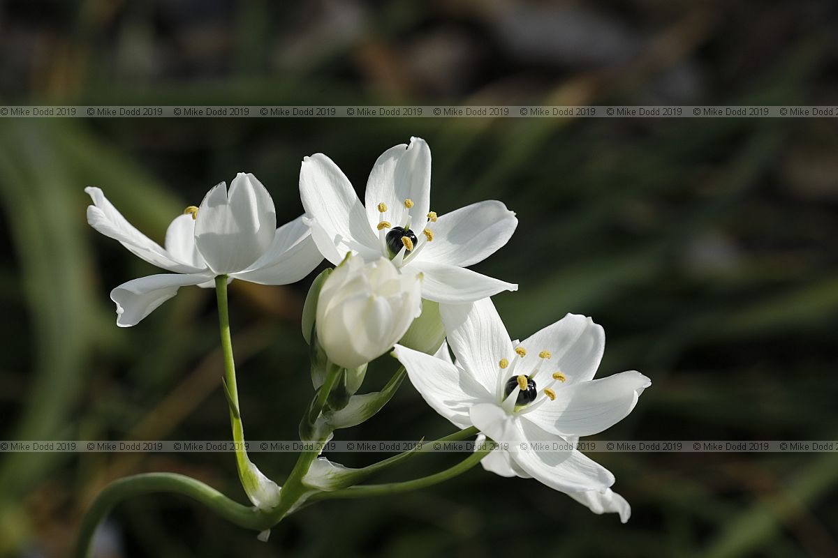 Ornithogalum arabicum