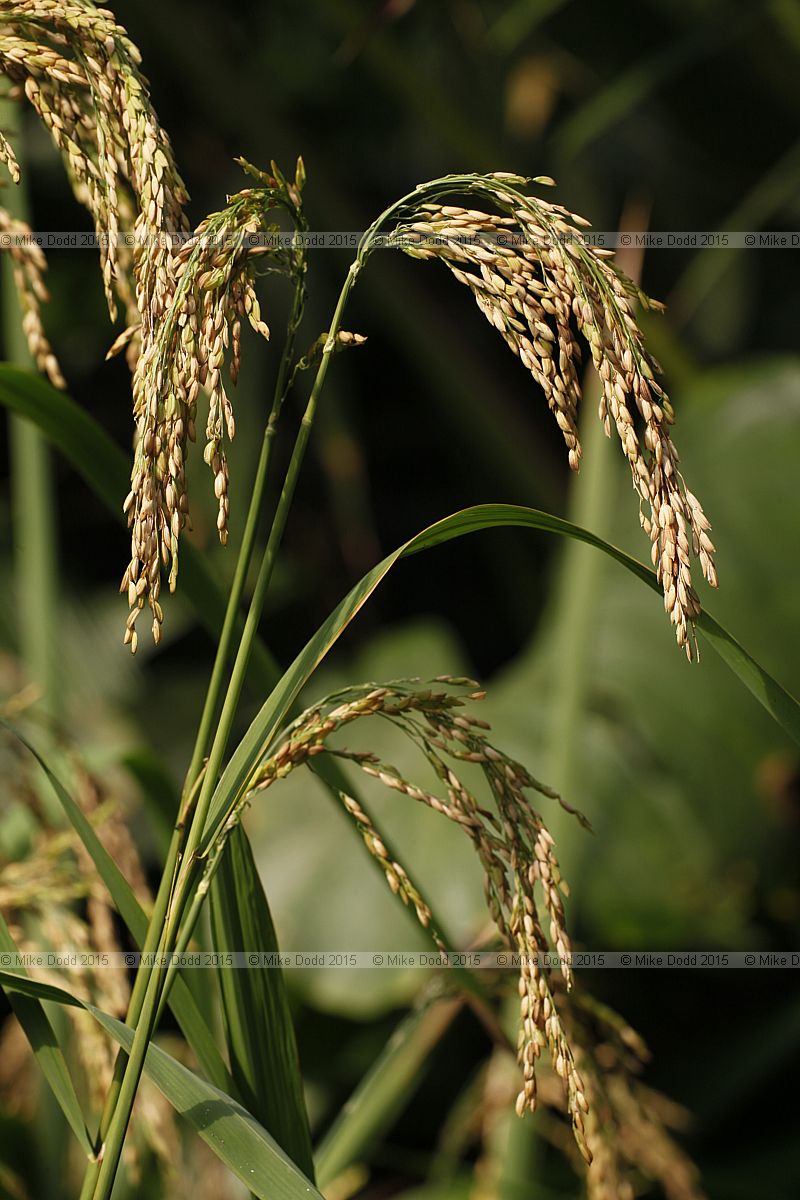 Oryza sativa Asian rice