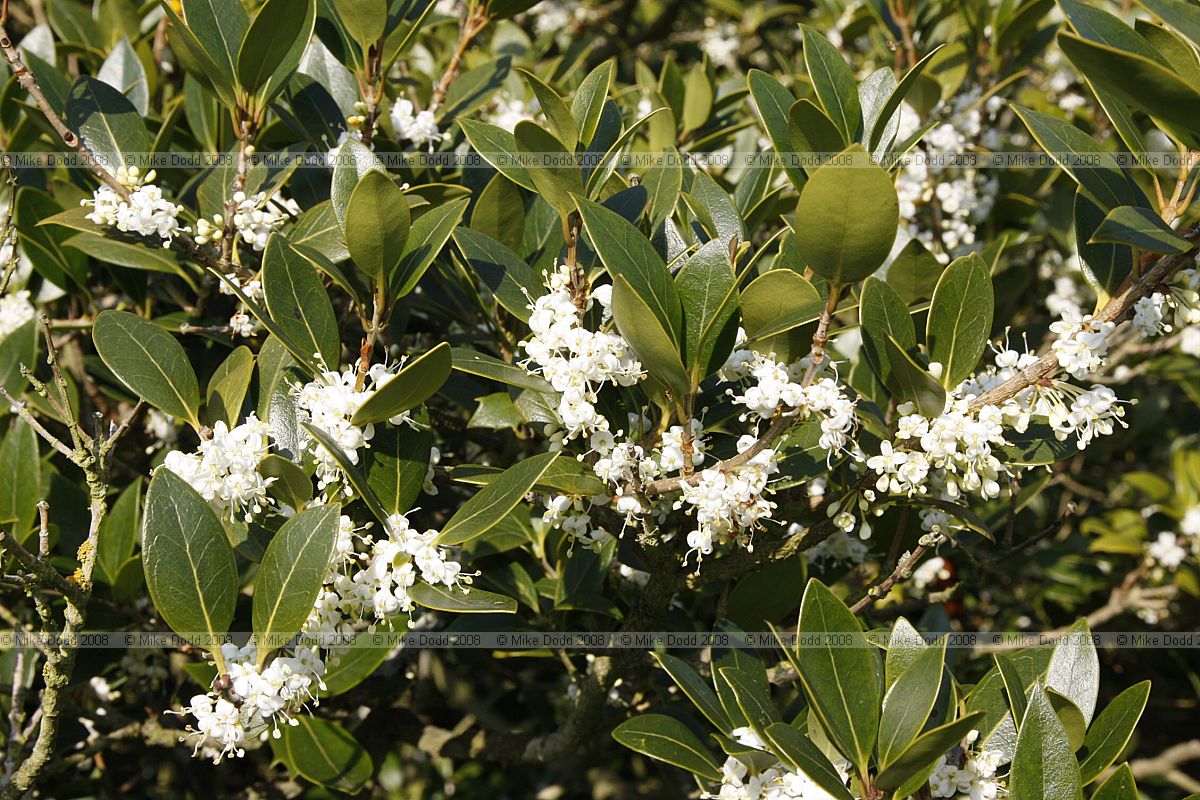 Osmanthus heterophyllus (??)