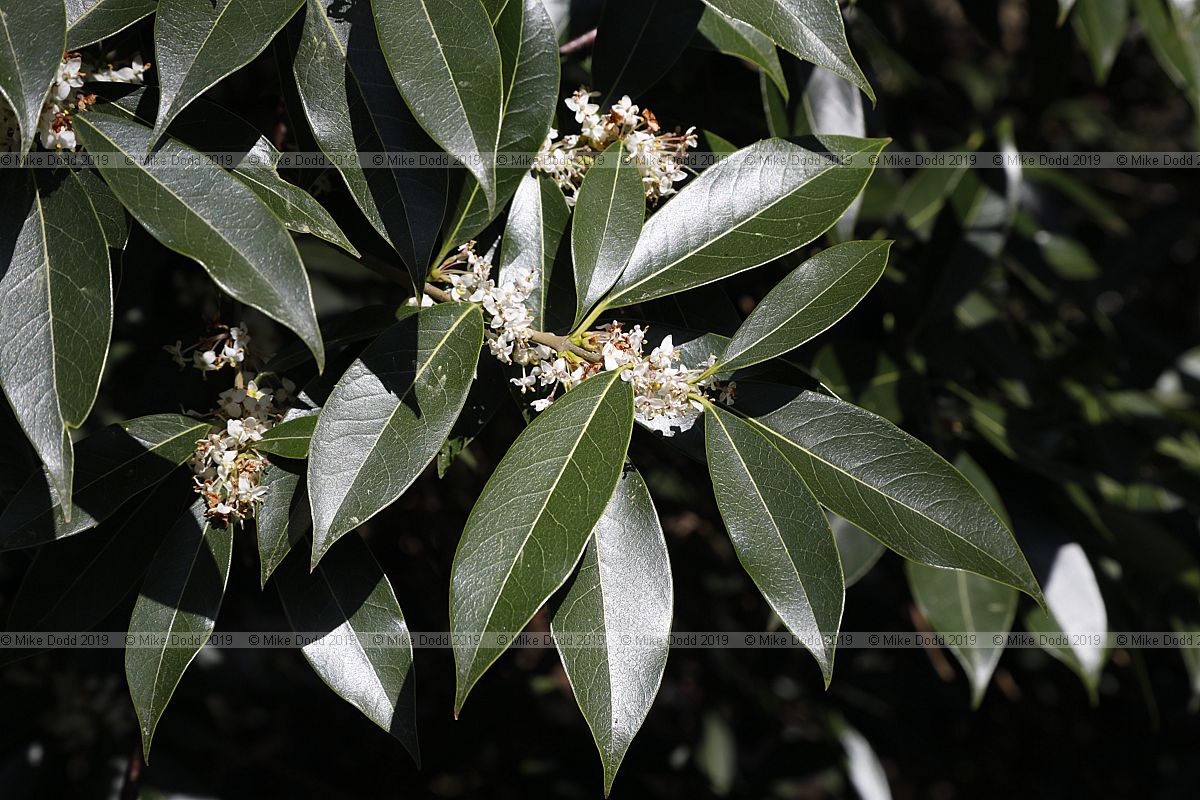 Osmanthus serrulatus