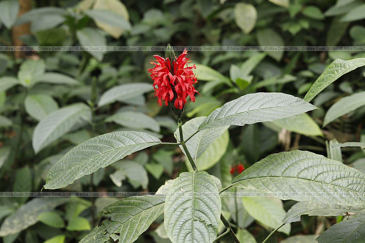 Pachystachys coccinea