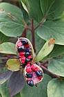 Paeonia mlokosewitschi