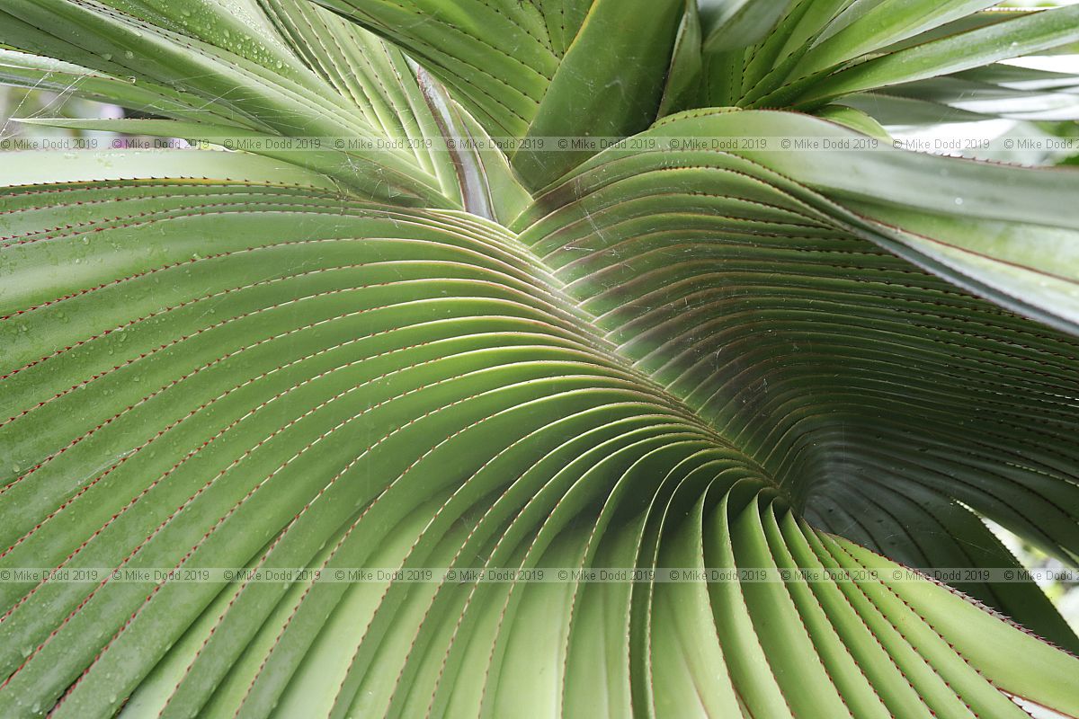 Pandanus heterocarpus