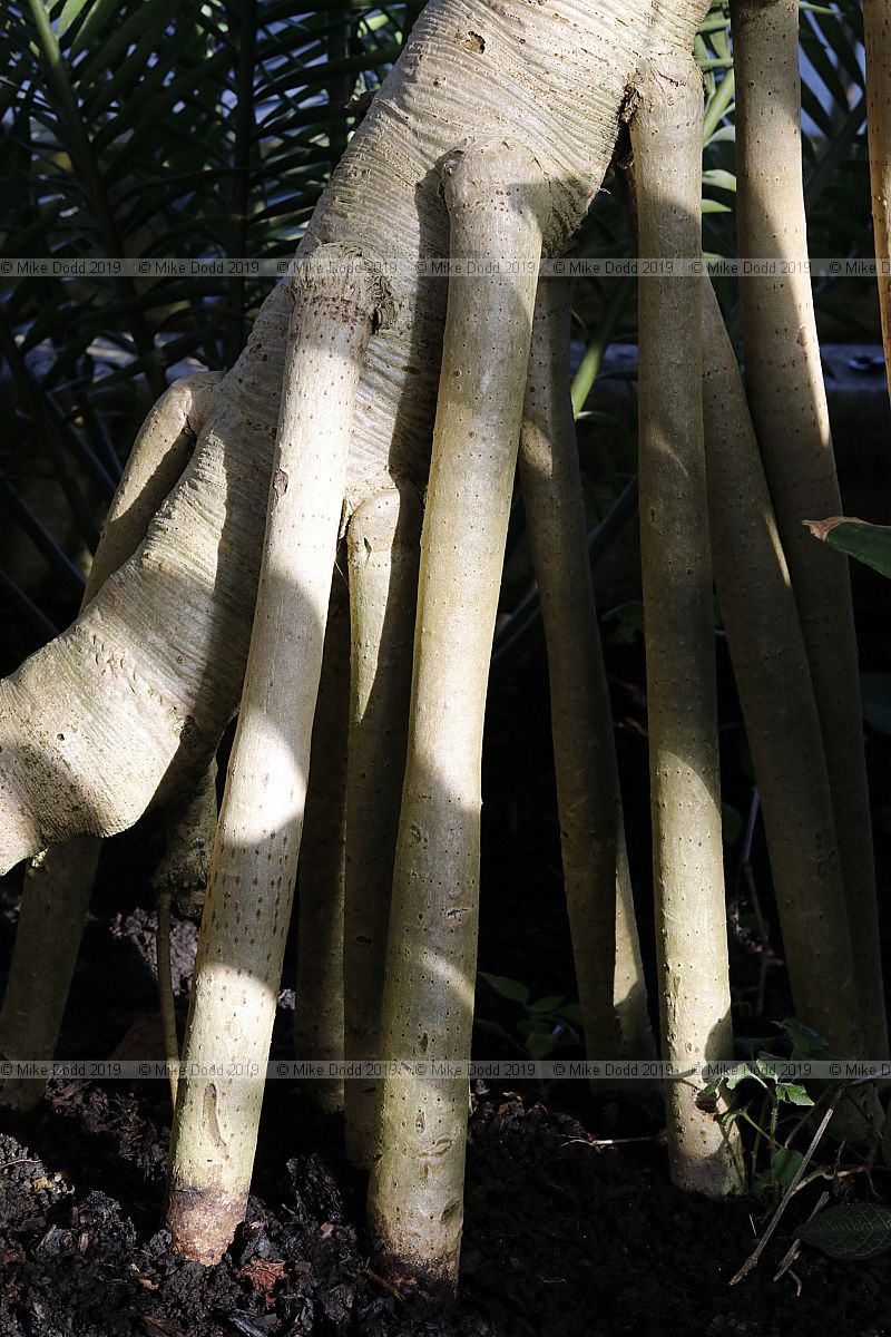 Pandanus vandermeeschii