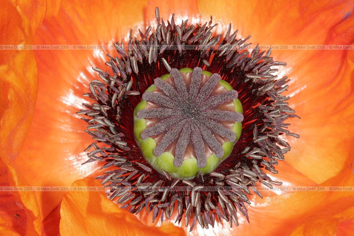 Papaver orientale Oriental poppy