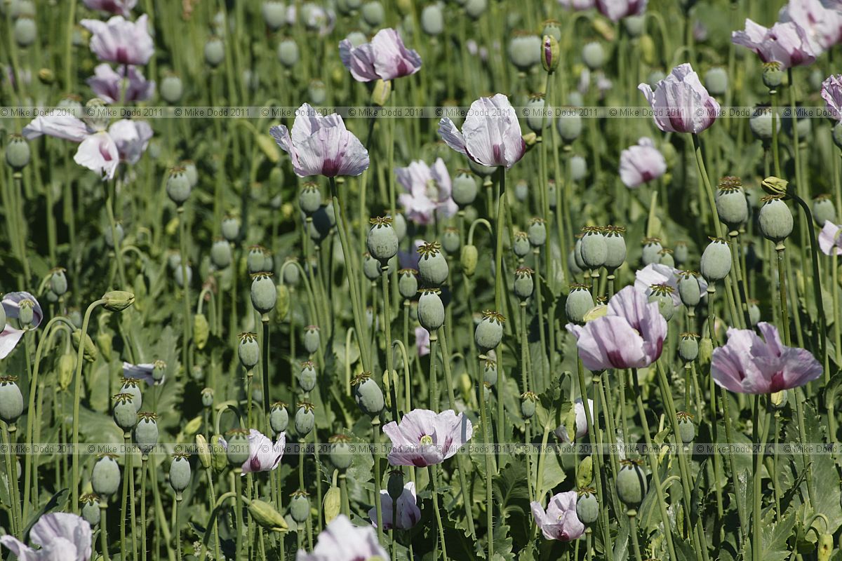 Papaver somniferum Opium Poppy