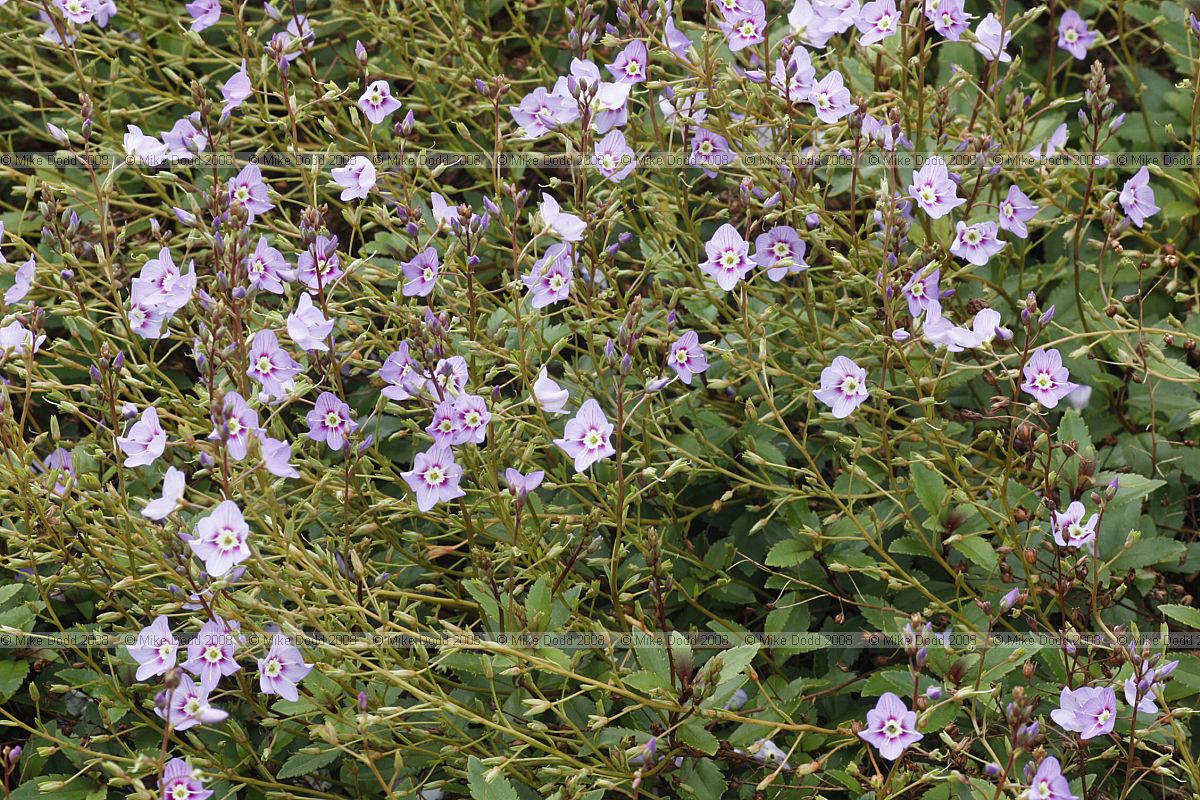 Parahebe catarractae