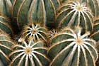 Parodia magnifica Cactaceae