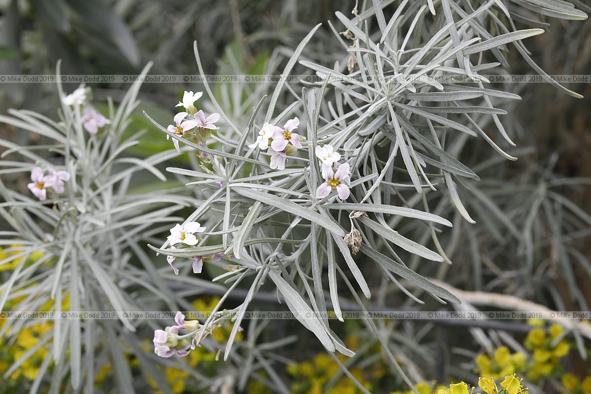 Parolinia filifolia (?)
