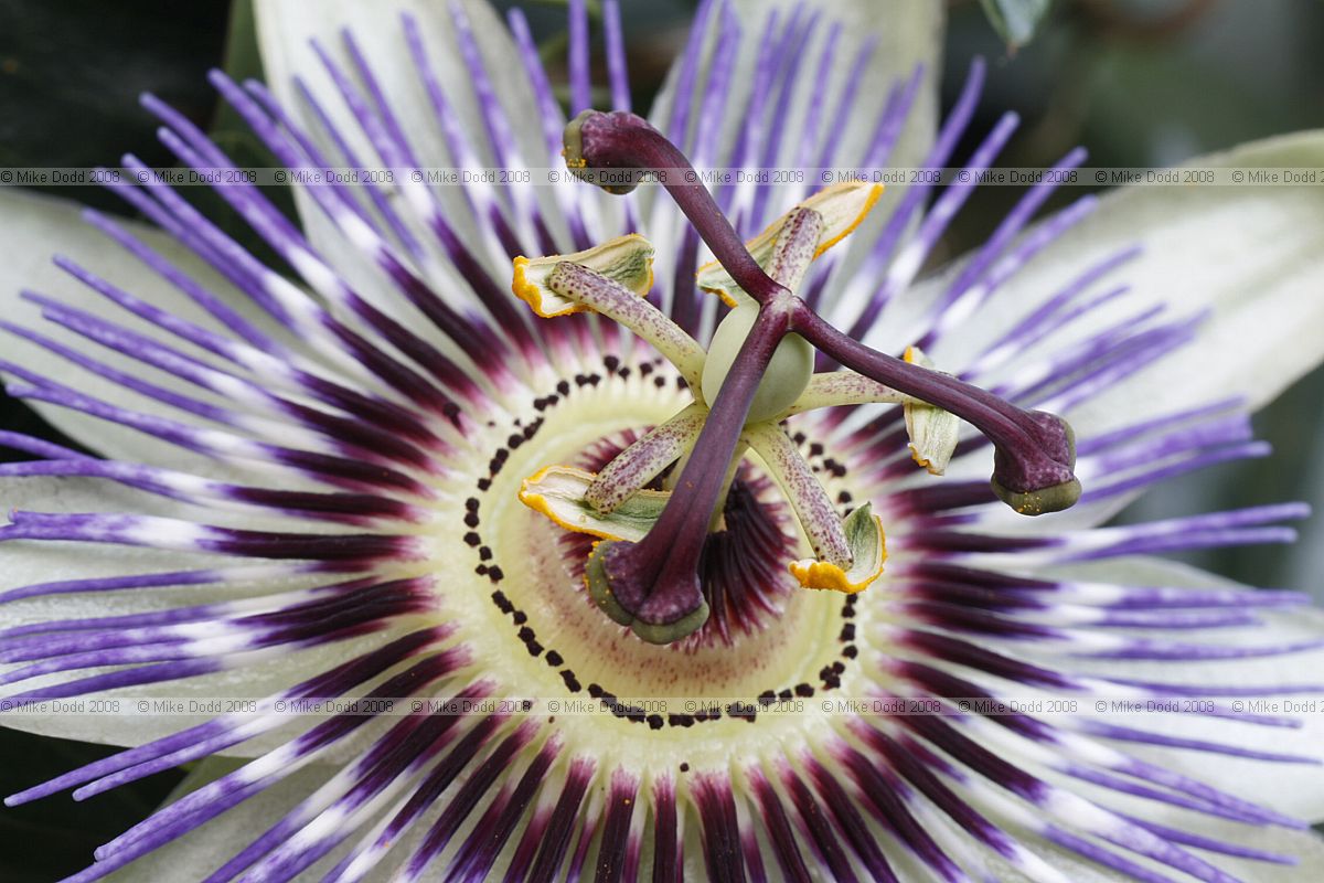 Passiflora Passion flower