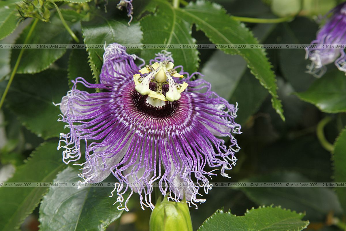 Passiflora 'Byron Beauty'