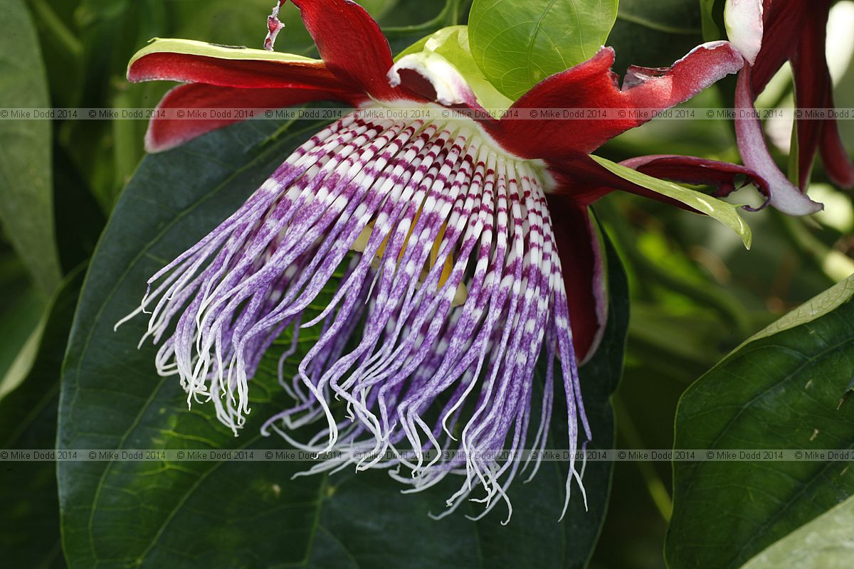 Passiflora alata