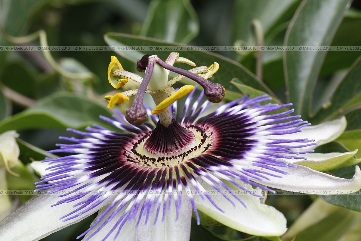 Passiflora caerulea Common passion flower