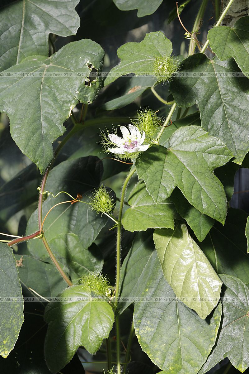 Passiflora foetida