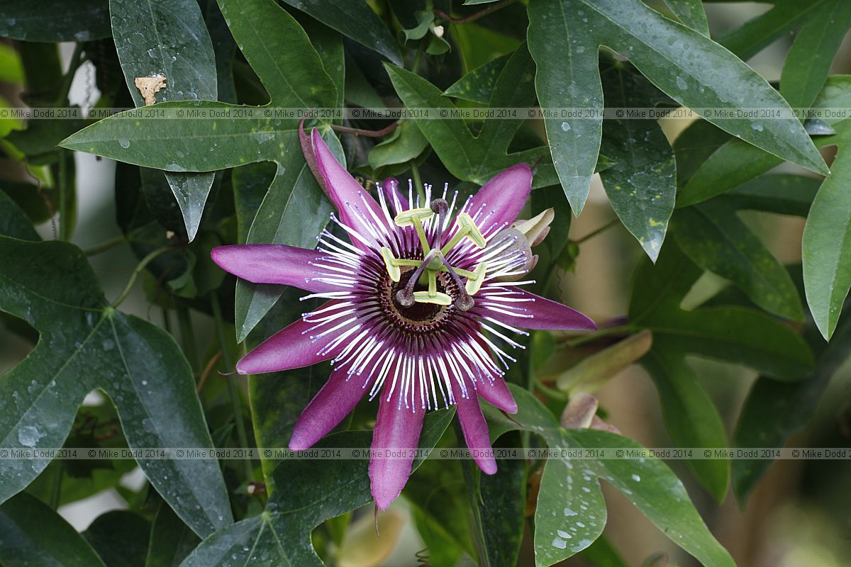 Passiflora x violacea