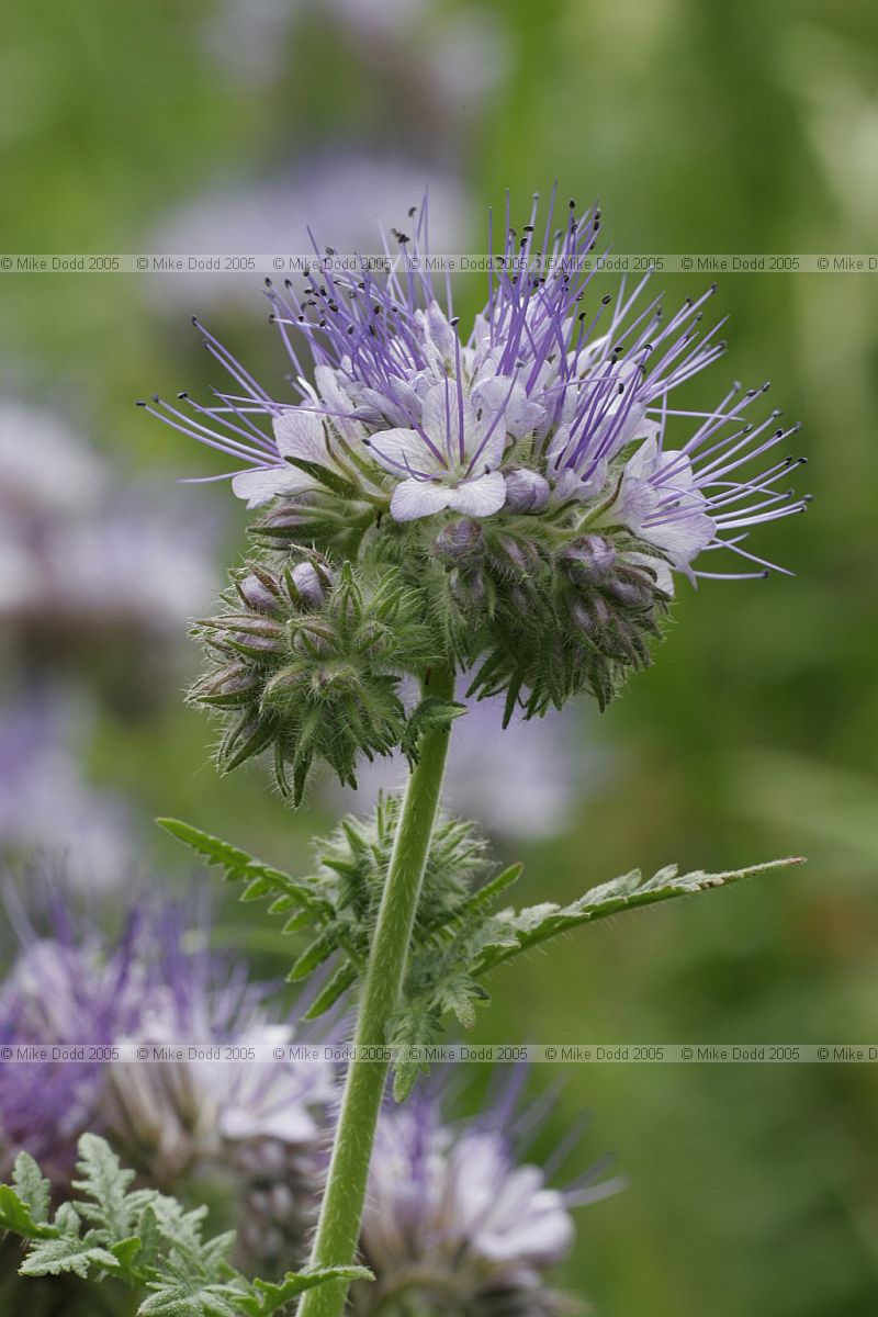 Phacelia tanacetifolia Fiddleneck